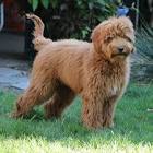 Labradoodle puppies for sale |Breeder Oregon | Pacific Coast