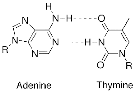 The two strands are held together by hydrogen bonds between the bases, with adenine forming a base pair with thymine, and cytosine forming a base pair with guanine. Base Pairs Definition Types Video Lesson Transcript Study Com