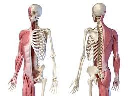 The axial body runs right down the center (axis) and consists of everything. Upper Body Human Anatomy Of Muscular Photograph By Pixelchaos