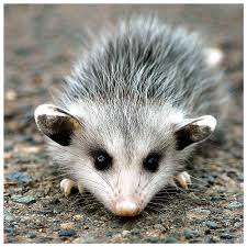 I have been dealing with both raccoons and possums that share the food i give to my ferals. Day 42 Bonus Baby Possum Again Baby Possum Cute Animals Animals