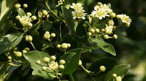 Image result for Quillaja saponaria