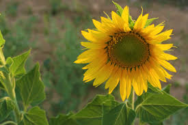 Contoh gambar mozaik bunga matahari. Gambar Alam Musim Semi Warna Bunga Matahari Tanaman Berbunga Menanam Kuning Daun Bunga Perkebunan Serbuk Sari Asterales Keluarga Daisy Biji Bunga Matahari Bidang Tanaman Tahunan Bunga Liar Masakan Makanan Vegetarian Forb