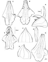 Image result for Polystachya spatella