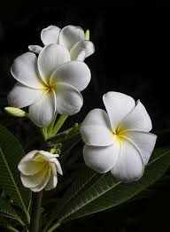 Plumeria With White Petals And Yellow Centers Plumeria Flowers Tropical Flowers Flowers Nature