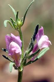 Image result for Misopates