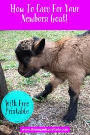 How To Care For Your Newborn Goat The Organic Goat Lady Goats Goat Care Pygmy Goat