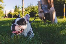 Features and shout outs available. Best Dog Food For French Bulldogs Cuisine For Frenchies