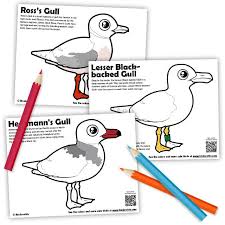 Seagull coloring page to color, print or download. New Seagull Coloring Pages By Birdorable
