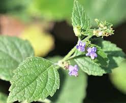 Image result for Cantinoa