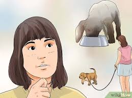 We did not find results for: 5 Ways To Introduce A New Puppy Wikihow