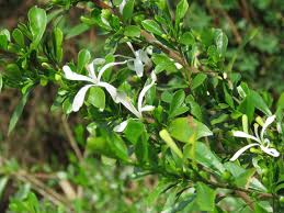 Image result for Turraea obtusifolia
