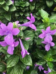 Image result for Barleria rotundifolia