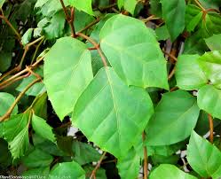 Image result for Cissus alata