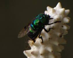 Image result for Gnidia microcephala