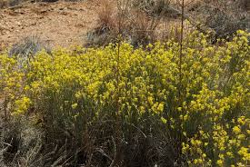 Image result for Gnidia