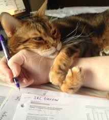 Pin By Naturalbohemian On Animals Cats Crazy Cats Cute Cats