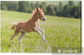 Compra online las mejores marcas de colchones en falabella.com. Mini Horse Falabella Canvas Print Pixers We Live To Change