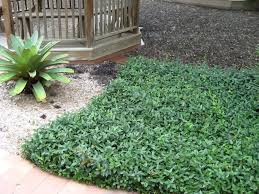 Image result for Malouetia