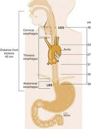 Image result for esophagus