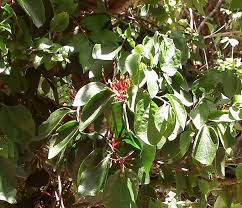 Image result for Agelanthus