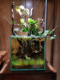 Riparium Aquascape Aquarium Betta Fish Tank Betta Tank