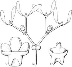 Image result for Viscaceae