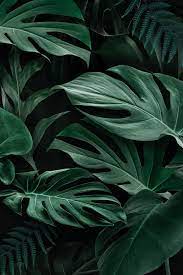 Perfect for blankets and apparel, this light green color will be fun to match with other flannels to create your next project. Download Premium Illustration Of Fresh Natural Green Monstera Deliciosa Green Leaf Background Green Aesthetic Monstera Deliciosa