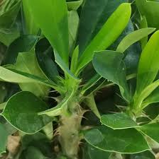 Image result for Euphorbia pfeilii