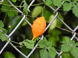 Image result for Momordica balsamina