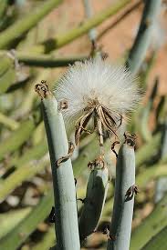 Image result for Kleinia sp.no.1