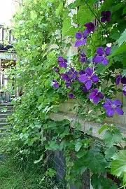 Maybe you would like to learn more about one of these? Combining Different Climbing Plants On A Facade Or Wall