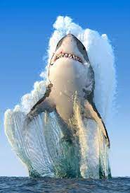 Lion And Shark Animals Beautiful Animals Animals Wild