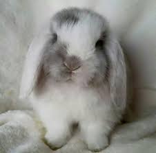 Black And White Holland Lop Holland Lop Cute Baby Bunnies Cute Baby Animals Cute Animals