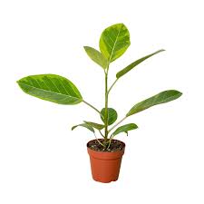 Image result for Ficus tesselata