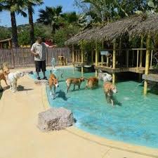 Vishla Dog Pet Boarding Near Me For Dogs Dog Houses Ideas Dashund Puppies Dog Boarding Facility Pet Resort Dog Playground
