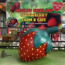 Så när du är här ska du se till att besöka populära ställen som 89 station restaurant, liwagu restaurant mount kinabalu national park och nabalu kundasang, vilka serverar fantastiska. Mesilou Highland Mesilou Highland Strawberry Farm