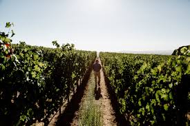 Owning A Vineyard The Days Of Wine Are Not All Rosy The New York Times