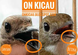 Check spelling or type a new query. Ciri Ciri Perbedaan Burung Srdc Jantan Dan Betina Paling Akurat On Kicau