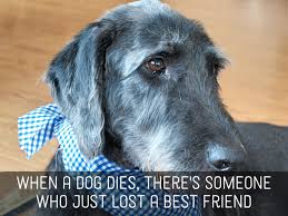 Visit bluemountain.com today for easy and fun sympathy pets ecards. Pet Sympathy Messages Condolences For Loss Of Dogs Cats And Other Pets Pethelpful By Fellow Animal Lovers And Experts