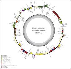 Image result for Dialium schlechteri
