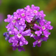 Image result for Verbena × teasii