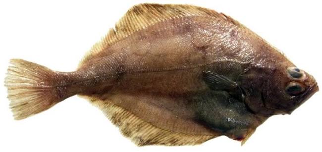 Flathead sole | Washington Department of Fish & Wildlife