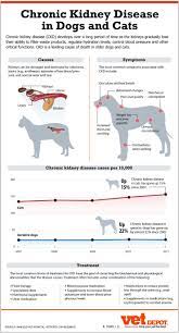 Kidney Failure In Dogs The Ultimate Science Based Guide