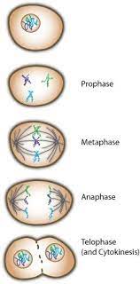 Prophase Metaphase Anaphase Telophase Teaching Biology Mitosis Science Cells
