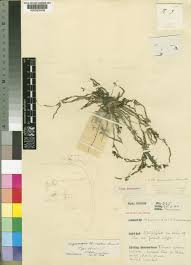 Image result for Angraecopsis gracillima