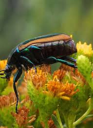 Hard shell bugs in florida. When Fig Beetles Attack Natural History Museum