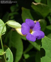 Image result for Thunbergia battiscombei