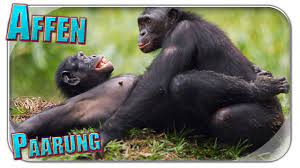 Select from premium paarung of the highest quality. Affen Paarung Stan Rant Vlog 1080p Deutsch German Youtube