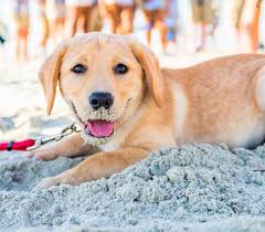 See more of johnson golden irish puppies on facebook. Discover Pet Friendly Hotels In Brunswick Ga St Simons Island