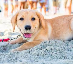North sulawesi beach suite hotels. Discover Pet Friendly Hotels In Brunswick Ga St Simons Island